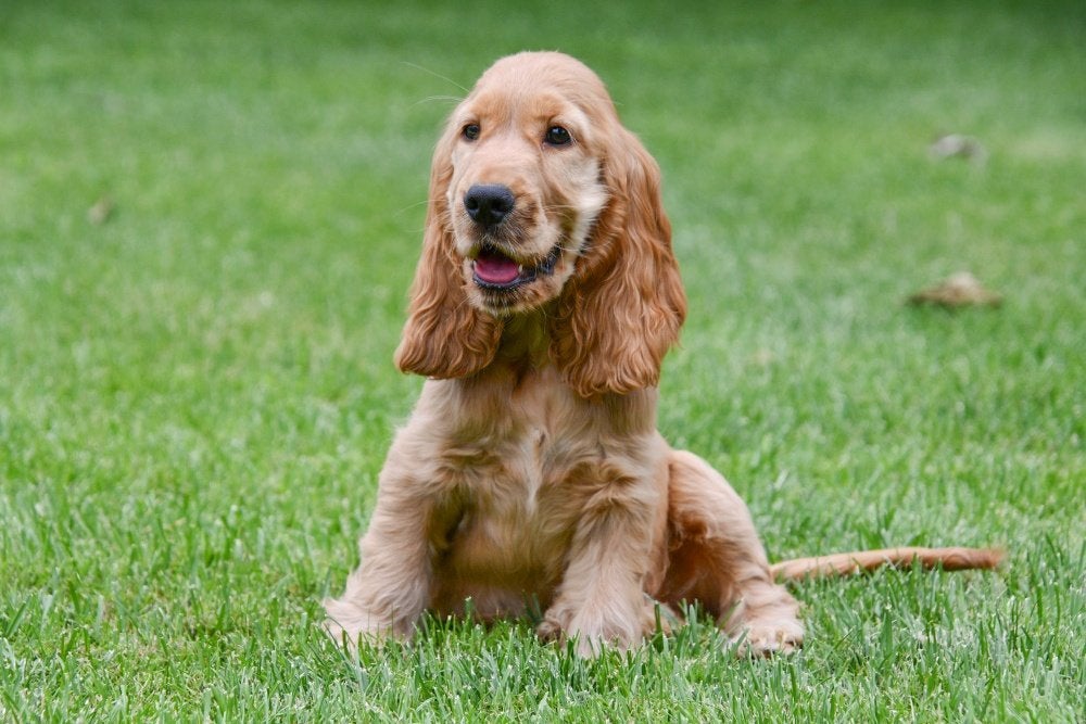 Engelse Cocker Spaniël pups te koop, 15 weken tot 1 jaar, Reu, Buitenland, Parvo