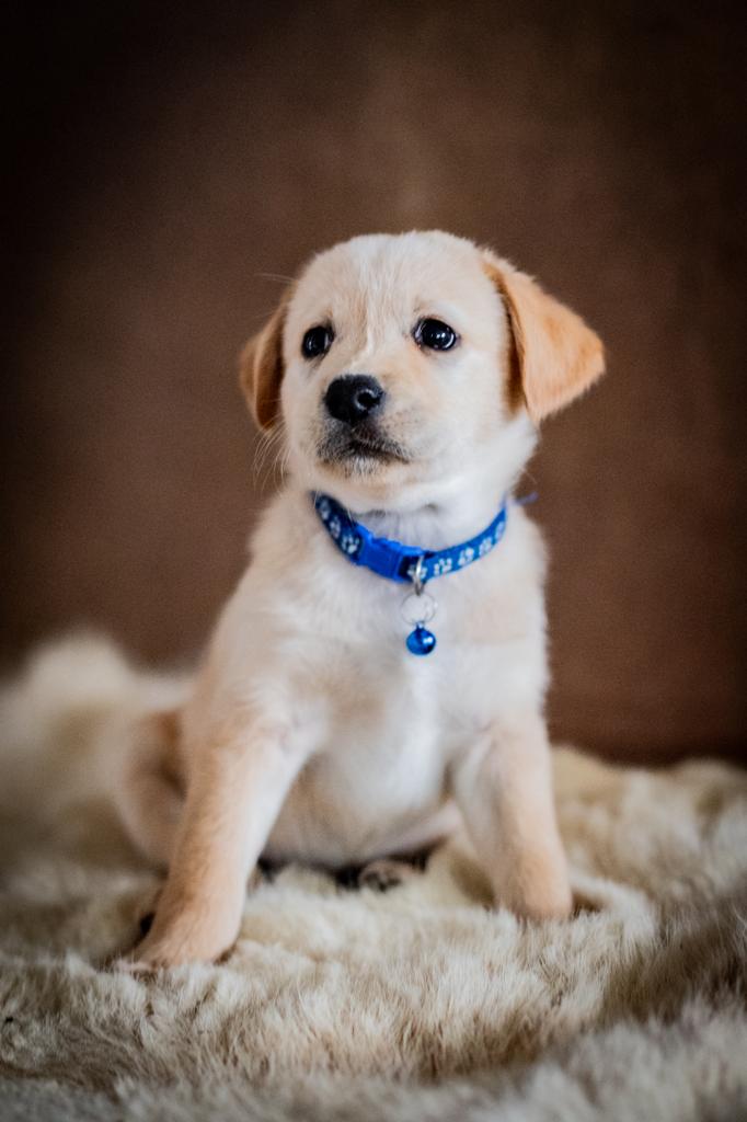 labrador x australian shepherd puppies te koop -, Parvo, 8 tot 15 weken, Meerdere, Meerdere dieren