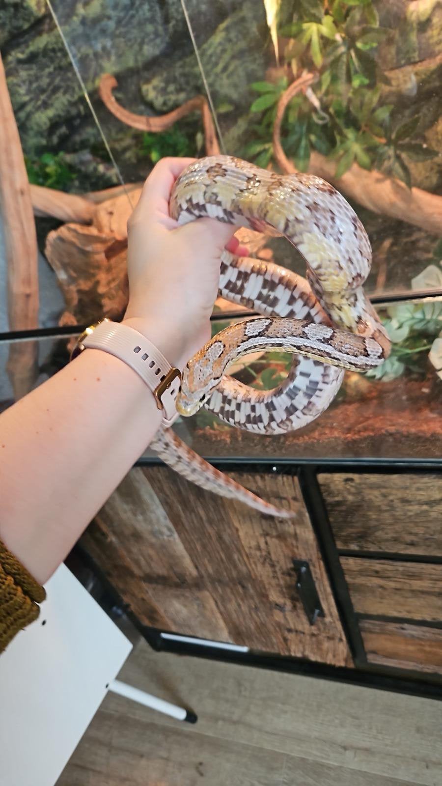 Koppel rattenslangen Rat Snake photo 4