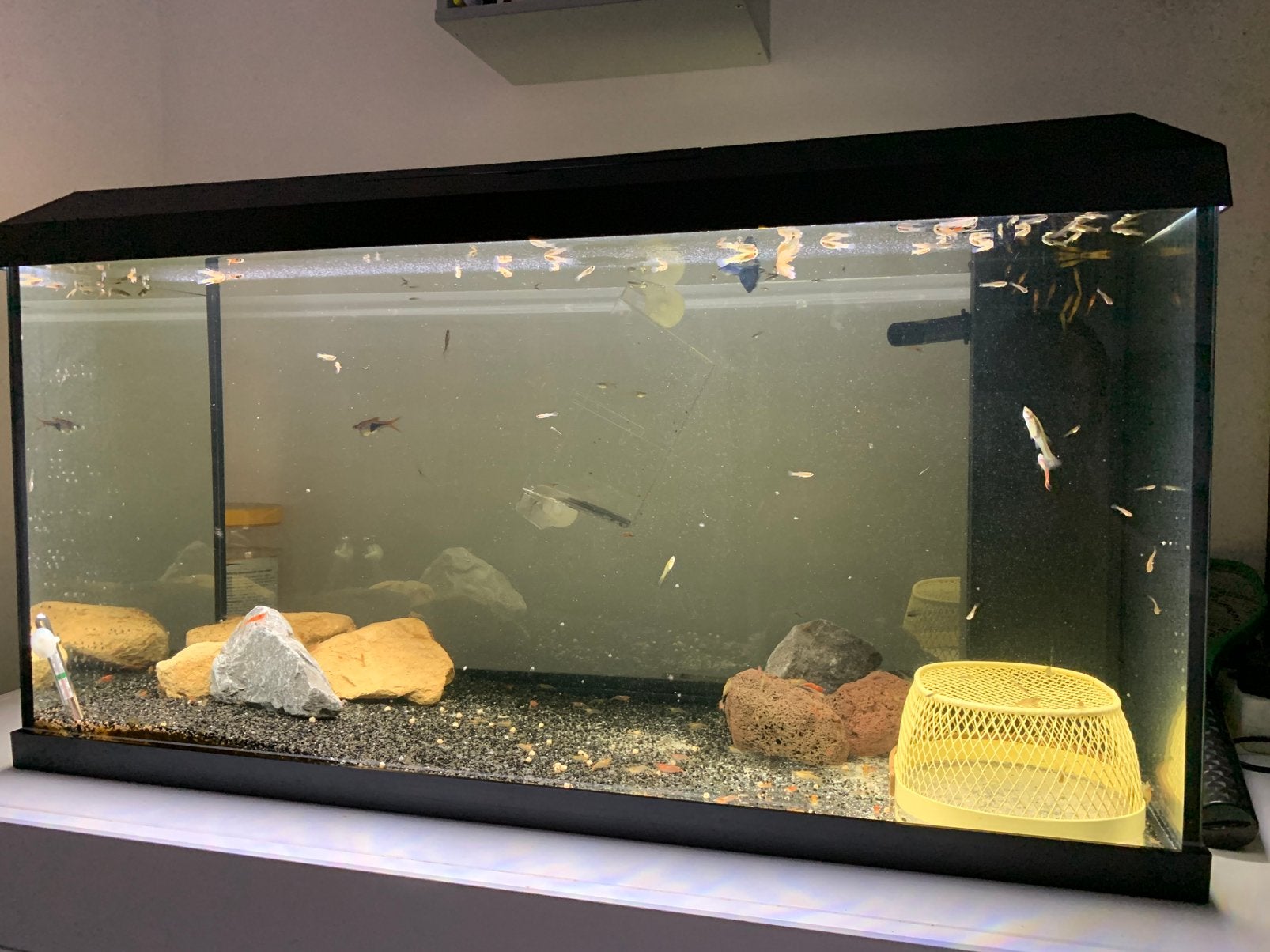 Guppen endler en hybride, Vis, Zoetwatervis