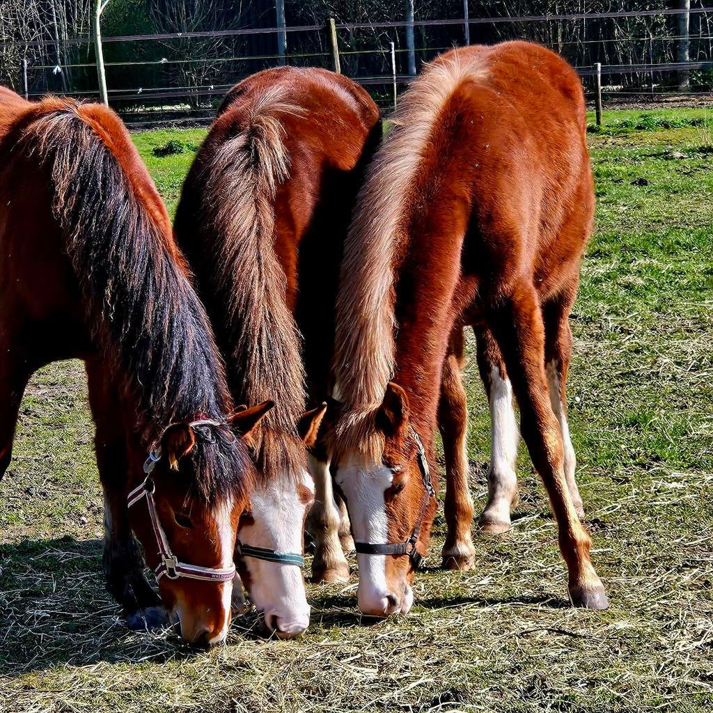 Mooie Zwitserse Freiberger jaarlingen en 2-jarigen, Meerdere dieren, Dressuurpaard, Met stamboom, 0 tot 2 jaar