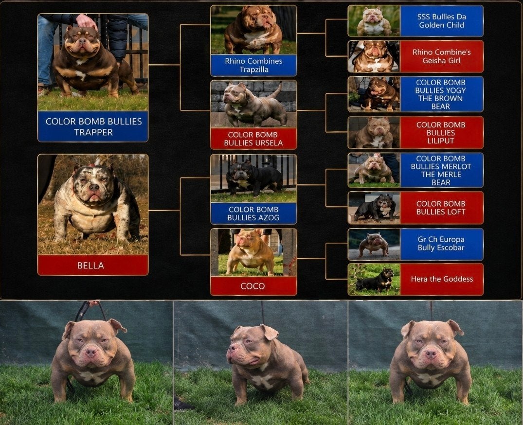 american bully pocket dekreu, 15 weken tot 1 jaar, Eén hond, CDV (hondenziekte), Nederland