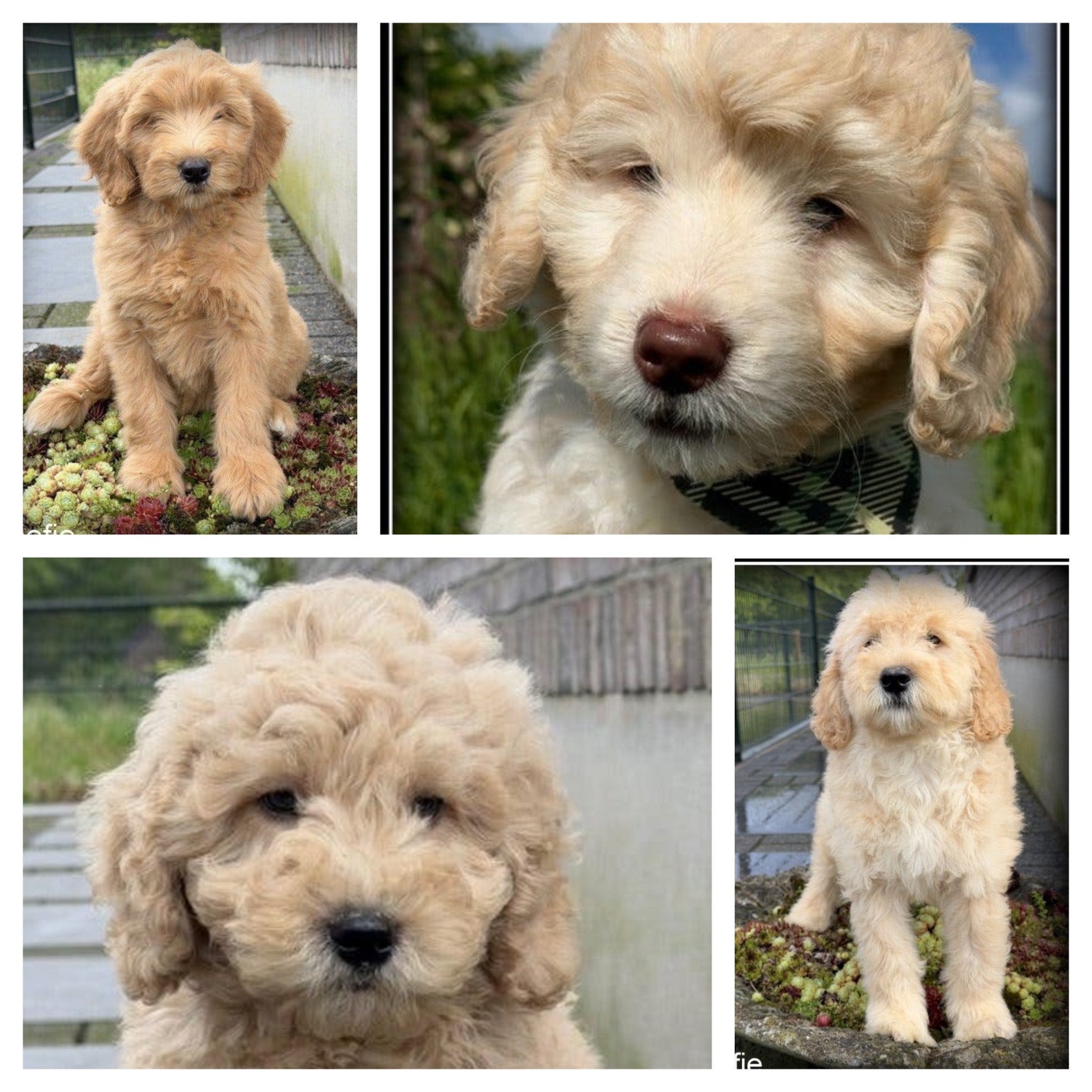 Labradoodle pups F4. Mogen het nest verlaten., Dieren en Toebehoren, Honden | Retrievers, Spaniëls en Waterhonden, Nederland, Parvo