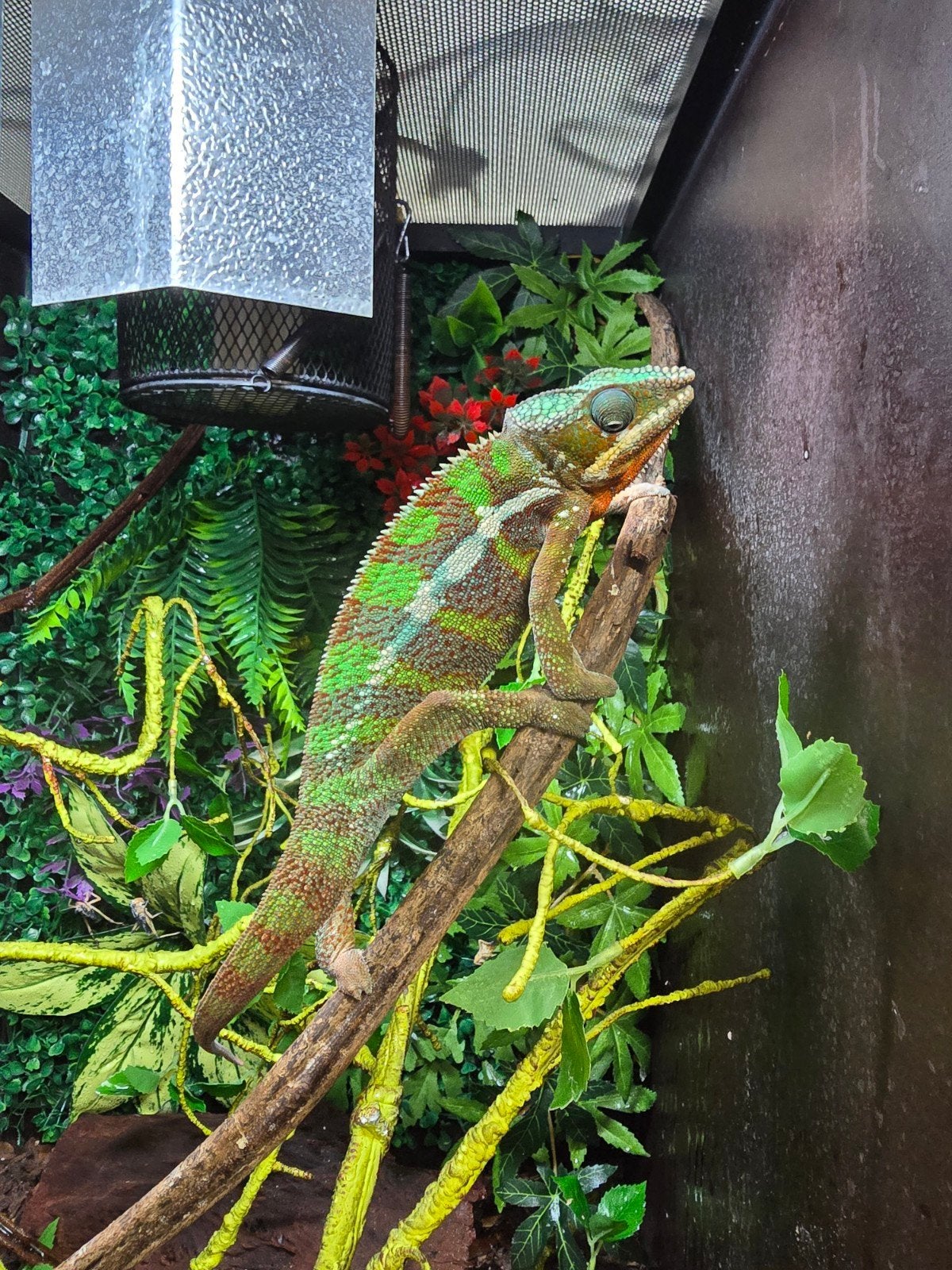 Prachtige furcifer pardalis  man., Dieren en Toebehoren