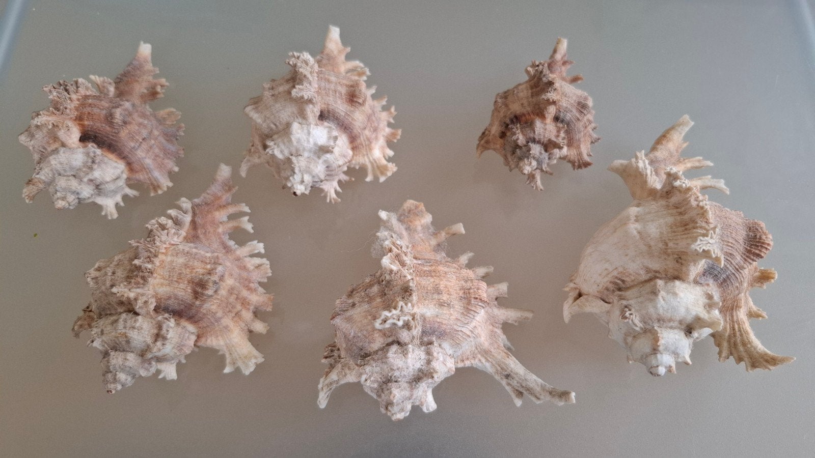 6 Murex Ramosus zeeschelpen (7,5 - 11,5 cm), Ophalen of Verzenden
