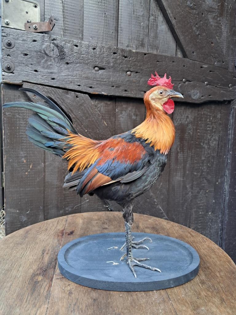 Opgezette Haan – Prachtige Taxidermie Landelijk decoratie, Ophalen, Zo goed als nieuw, Boerderijdier, Opgezet dier