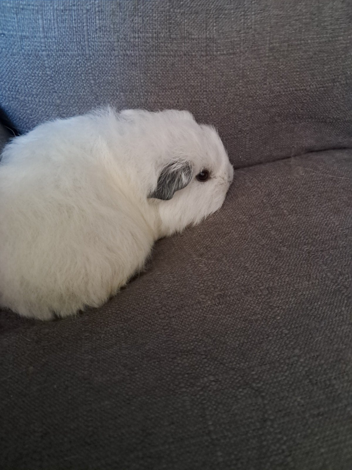 te koop ch teddy calefornia cali creme en wit choco, Dieren en Toebehoren, Juni, Meerdere dieren, Cavia