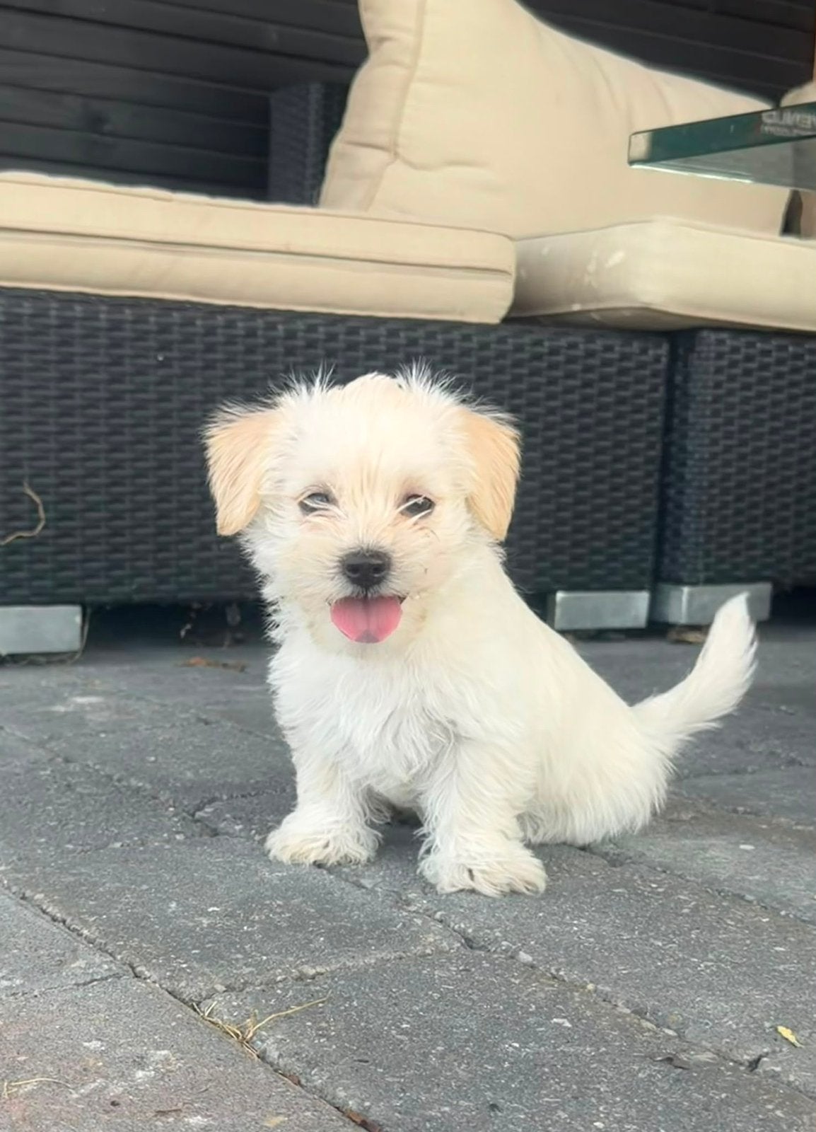De laatste super lieve boomer pup, 8 tot 15 weken, Parvo, Eén hond, Nederland
