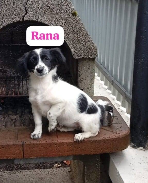 Rana lief klein teefje pup, Particulier, 15 weken tot 1 jaar, Buitenland, Teef