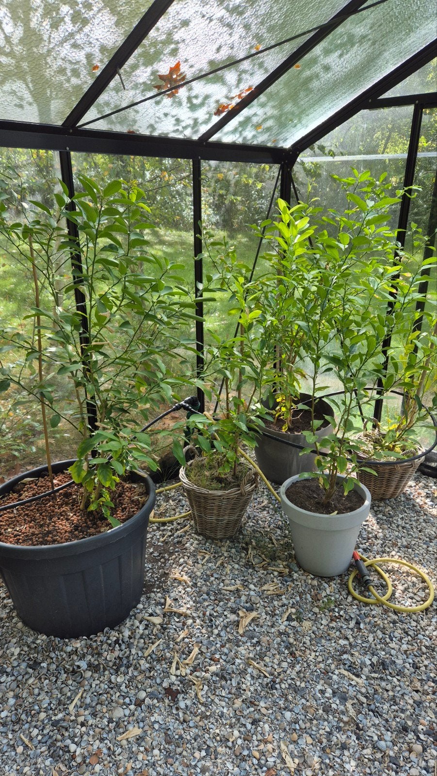 Citroenplanten, Ophalen, Overige soorten, Volle zon