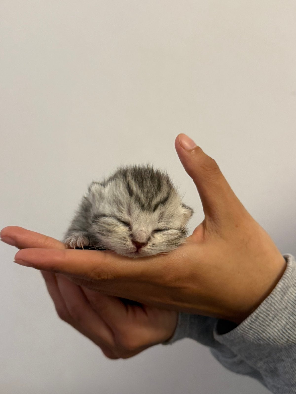 Raszuivere britse korthaar kittens, Meerdere dieren