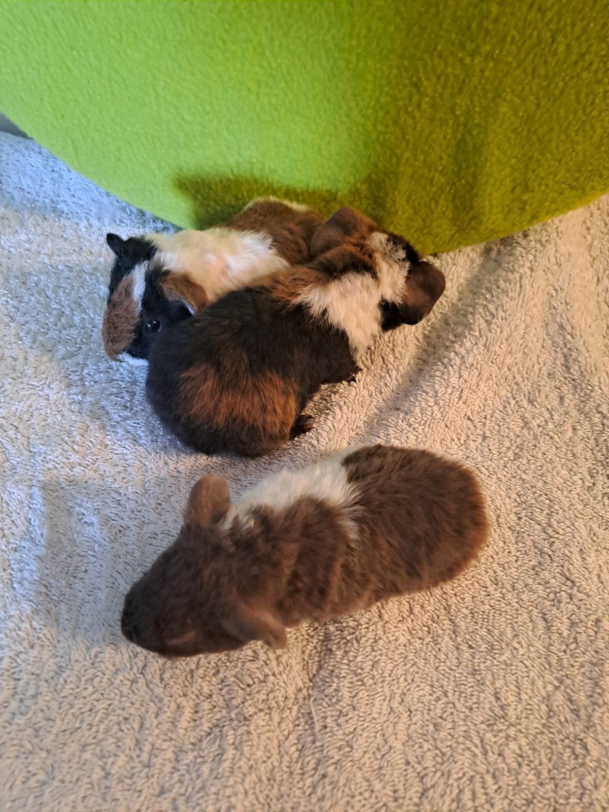 baby cavia's beertjes en zeugjes, Dieren en Toebehoren, Knaagdieren, Cavia, Tam, Juli, Geslacht onbekend