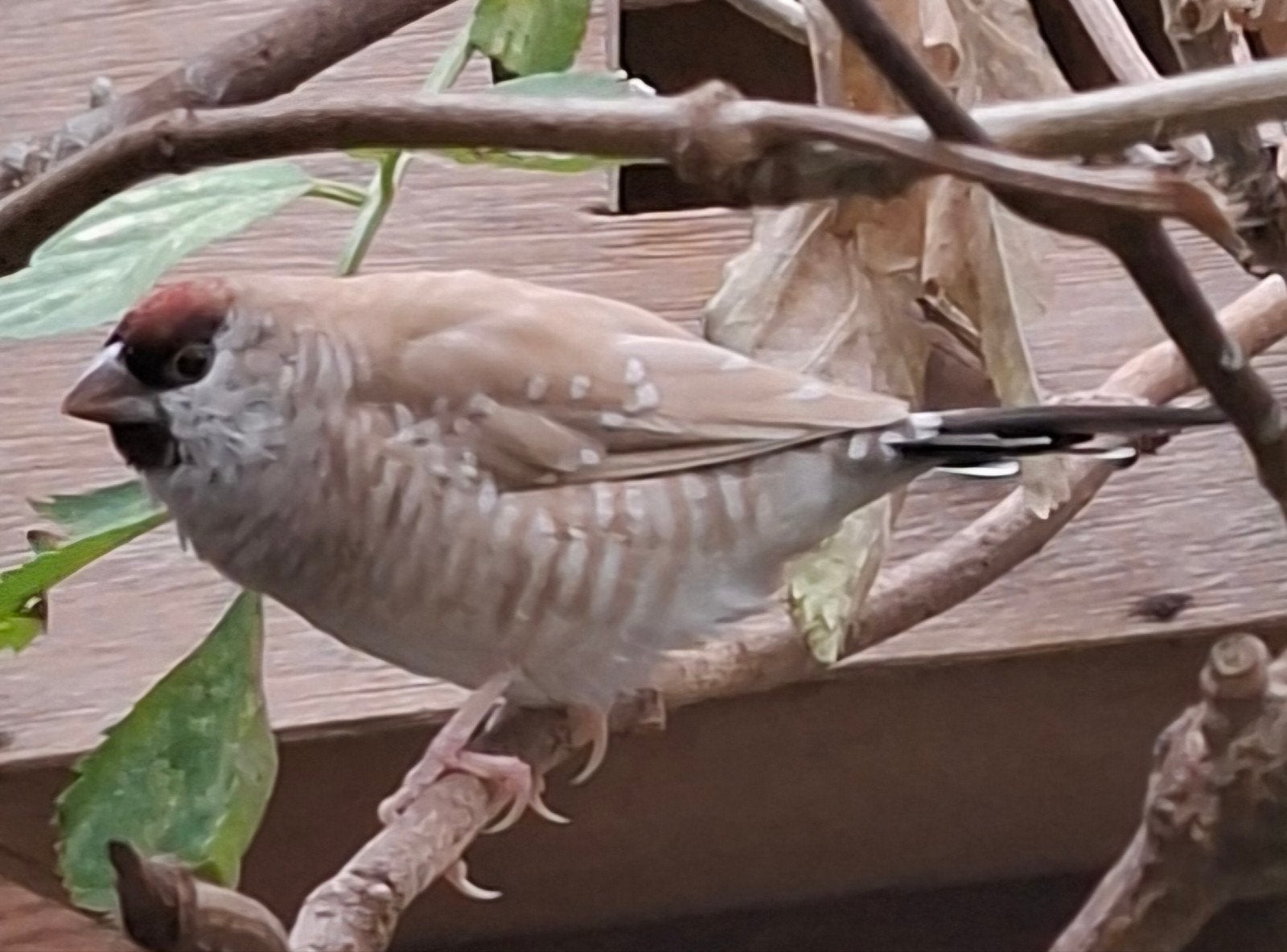 Ceresamadine agaat, Mannelijk, Tropenvogel, Geringd