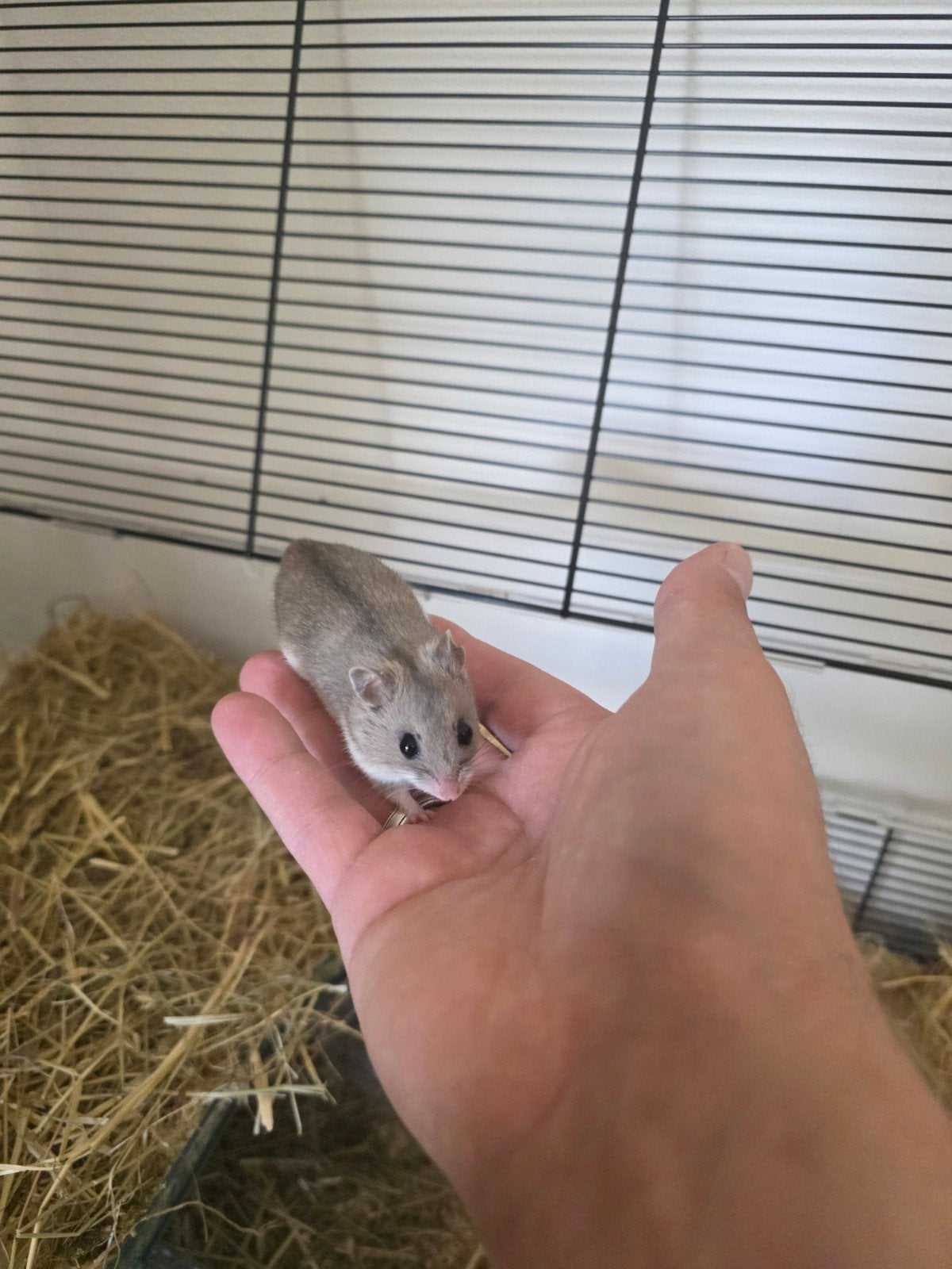 dwerghamster, Mei, Mannelijk, Hamster