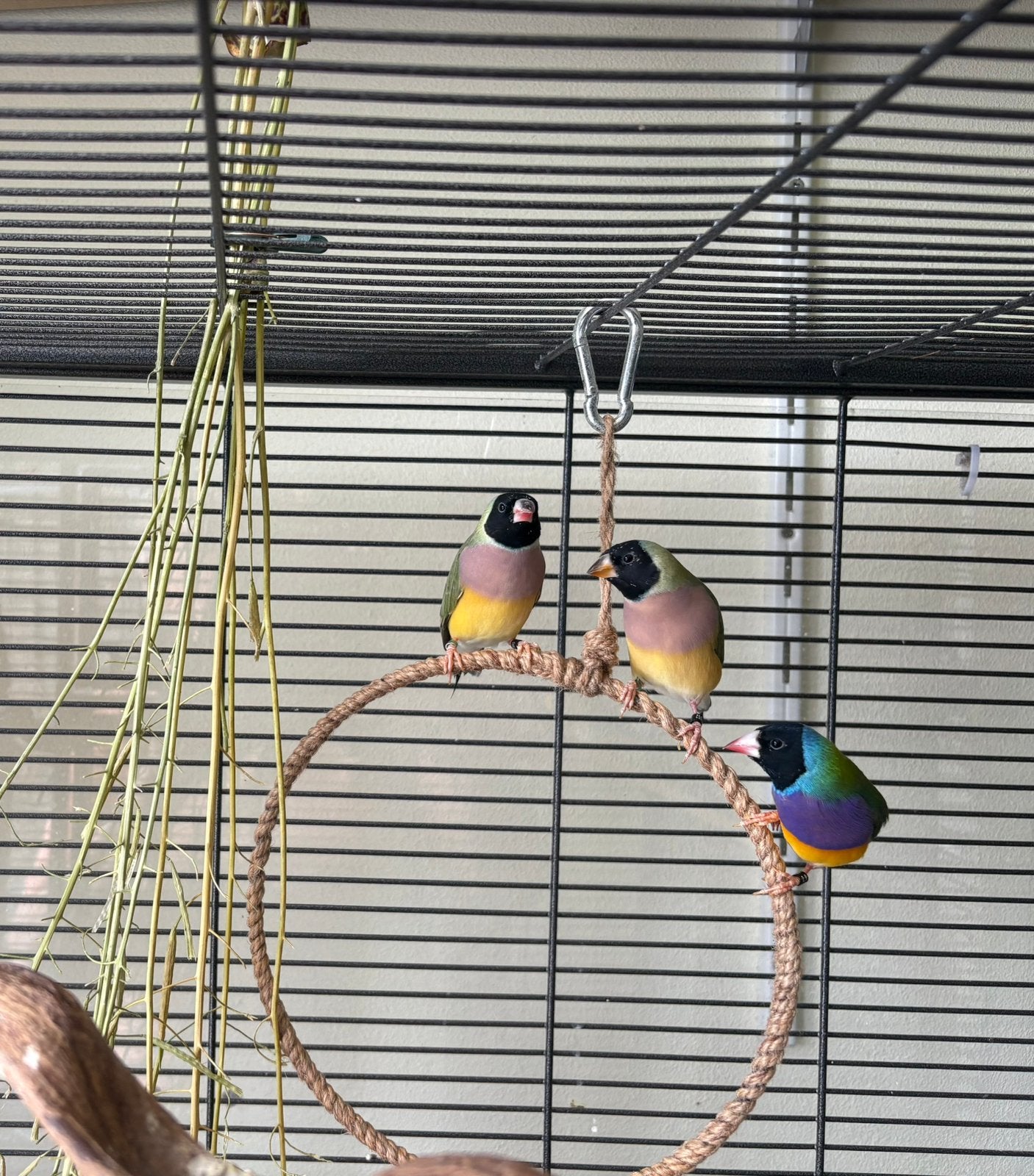2 koppels Gouldamadines, Dieren en Toebehoren, Vogels | Overige Vogels, Meerdere dieren