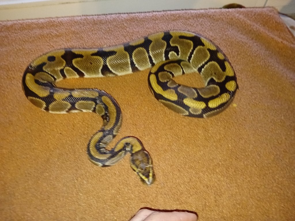 1.0 koningspython Ball Python - male for sale from Denny