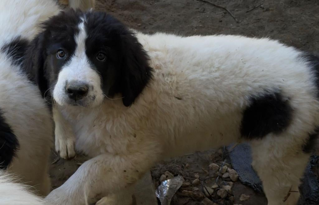 landseer puppies, Particulier, Overige rassen, 8 tot 15 weken, Buitenland