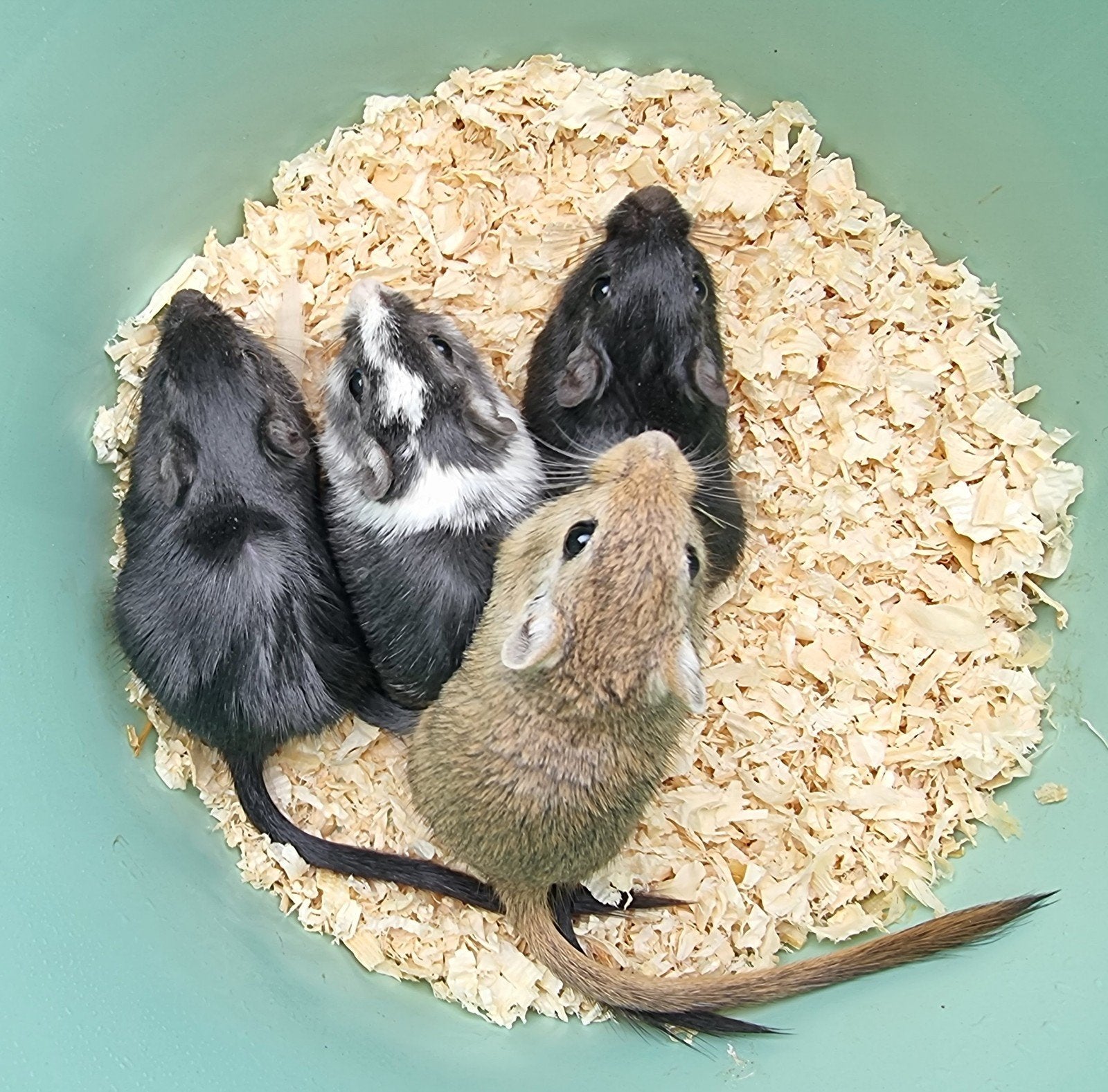 Leuk alternatief voor een hamster, jonge gerbils handtam, Dieren en Toebehoren, Knaagdieren, Juni, Meerdere dieren, Tam