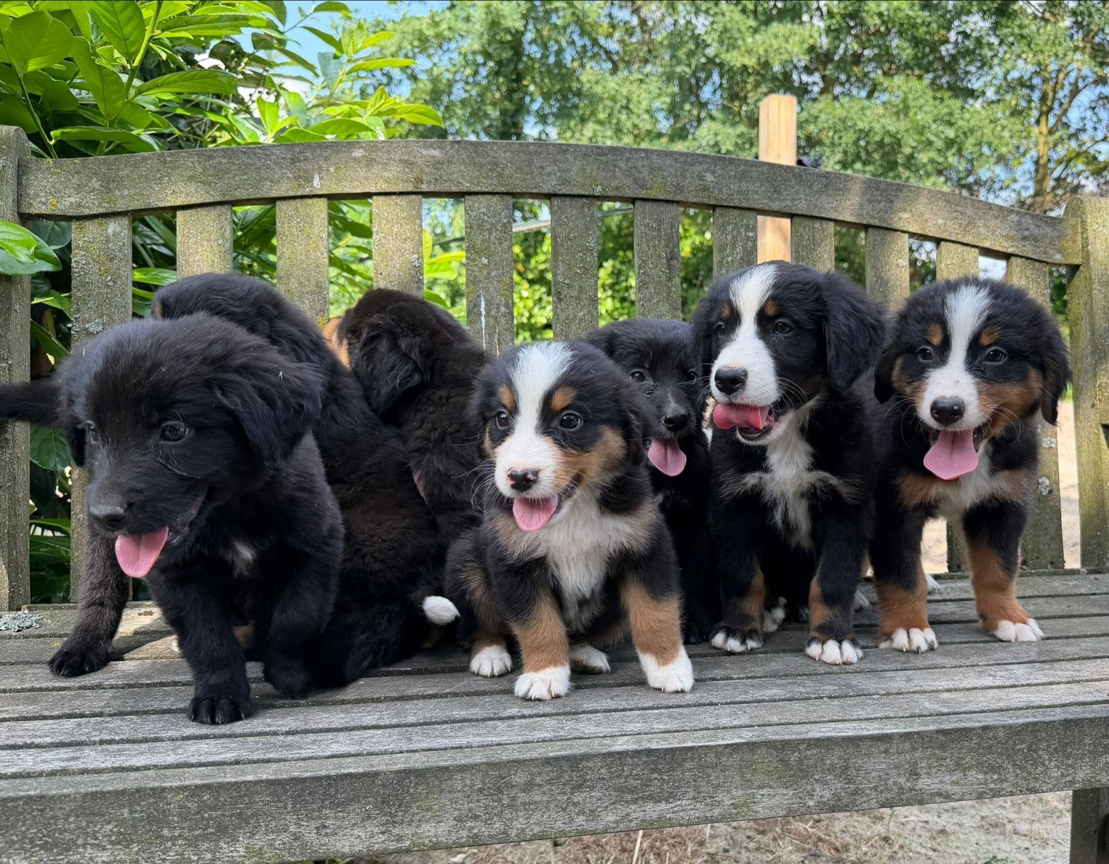 De leukste, liefste en knapste Berner Sennen-mix pups!, Dieren en Toebehoren, Parvo, Meerdere, Meerdere dieren, Nederland
