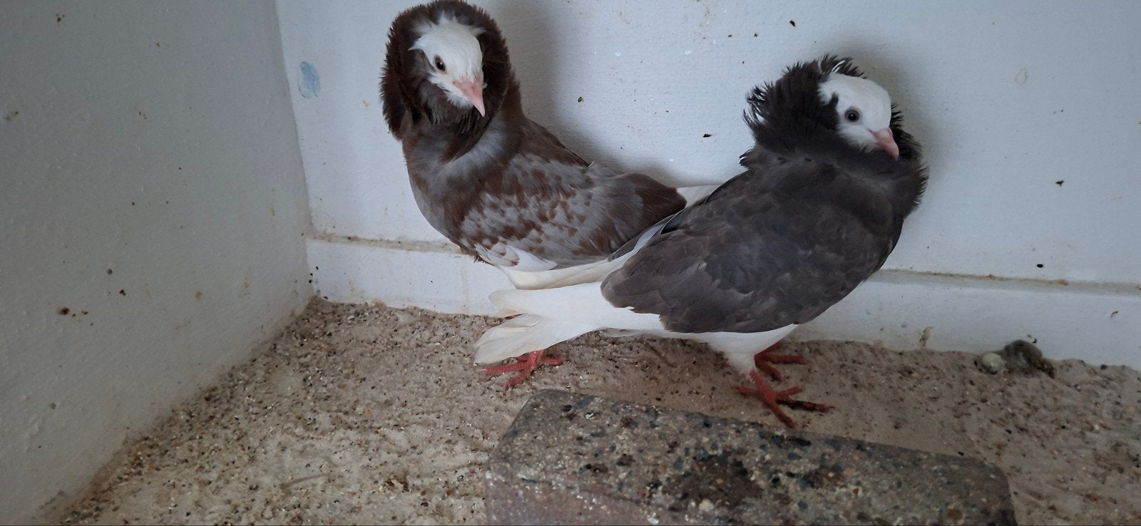 te koop sierduiven Oudhollands kapucijnen duiven., Dieren en Toebehoren, Meerdere dieren, Overige soorten