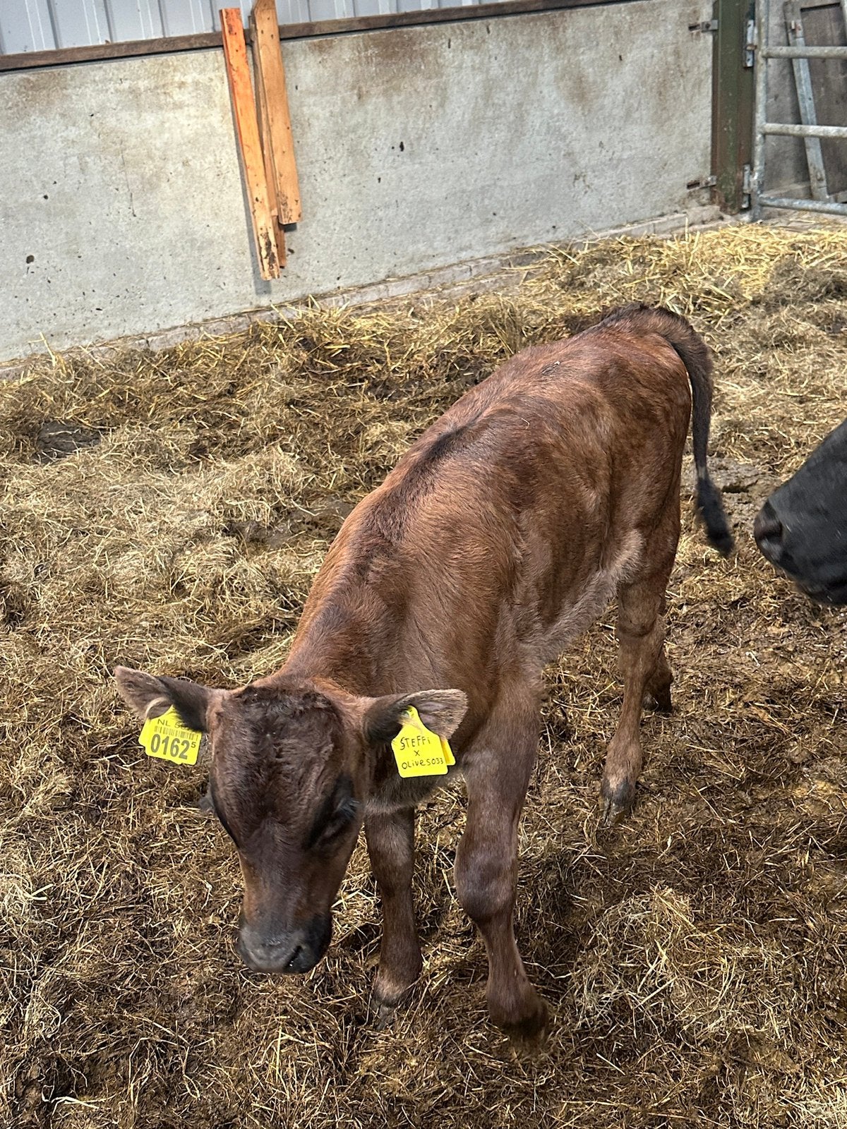 Wagyu stier top afstamming, Dieren en Toebehoren, Mannelijk