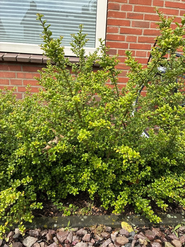 Ilex crenata, Japanse Hulst, Tuin en Terras, Vaste plant, Halfschaduw, Herfst, Ophalen