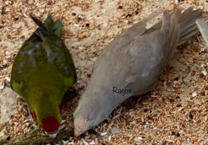 Kakariki kakarikis, Dieren en Toebehoren, Meerdere dieren, Parkiet, Geringd