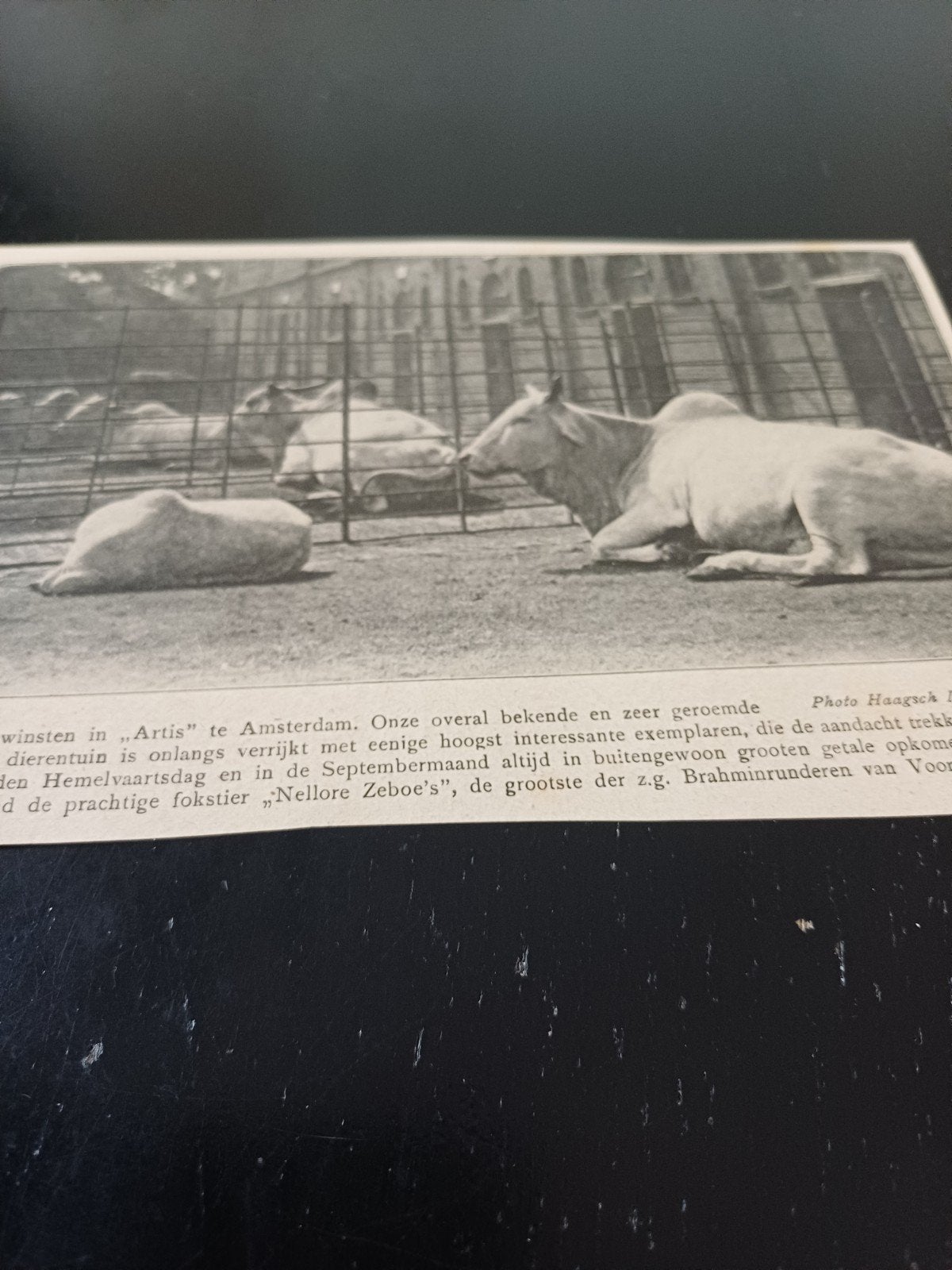 knipsel Nellore Zeboe dierentuin Artis Amsterdam 1921, Ophalen of Verzenden, Gebruikt