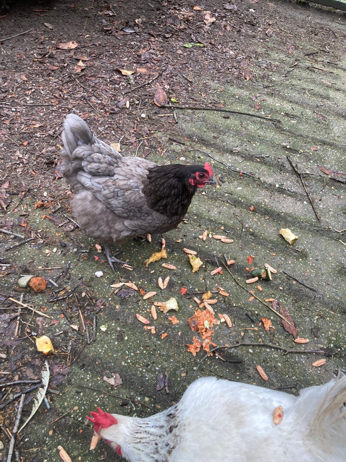 Orpington kriel koppel, Dieren en Toebehoren, Meerdere dieren, Kip
