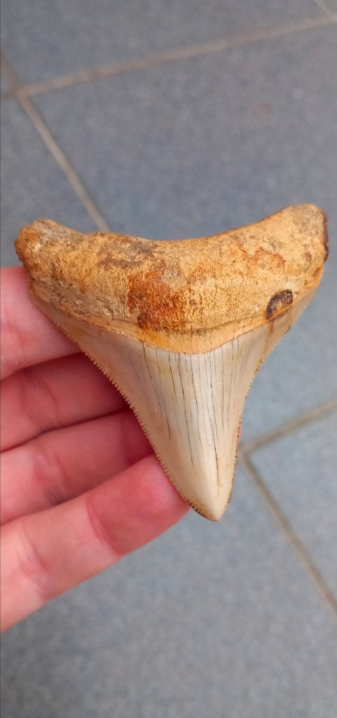 Mooie Megalodon haaientand uit Indonesië fossielen haai, Ophalen of Verzenden, Fossiel