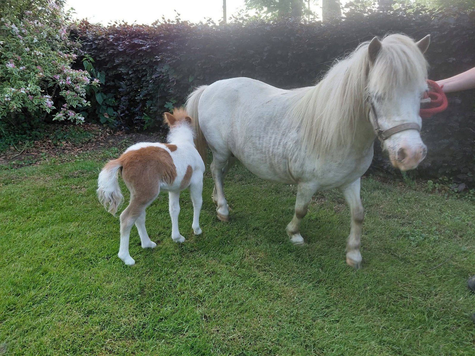 Aangeboden een leuke pony met merrie veulen, Merrie