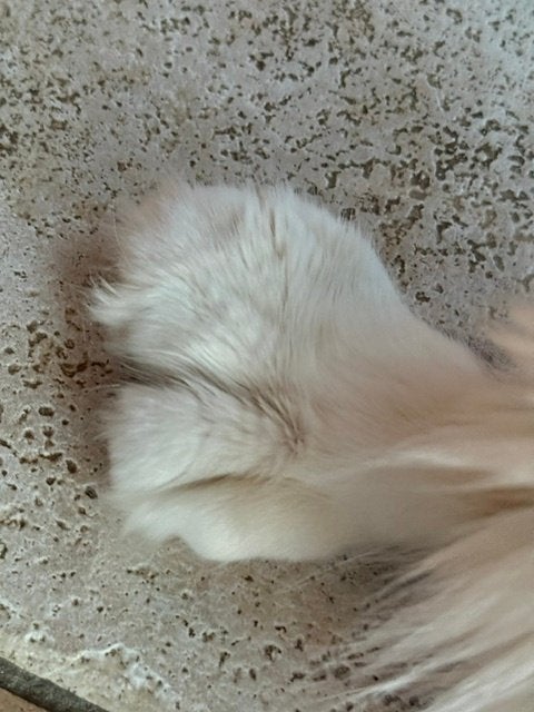 Fokpoes Maine Coon Tortie Polydactyl TE KOOP met stamboom, Dieren en Toebehoren, Poes, Met stamboom, 0 tot 2 jaar