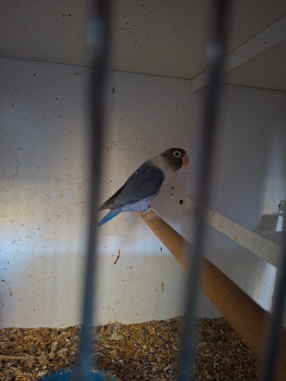 4 mooie personata agapornissen, Dieren en Toebehoren, Meerdere dieren, Dwergpapegaai of Agapornis, Geringd