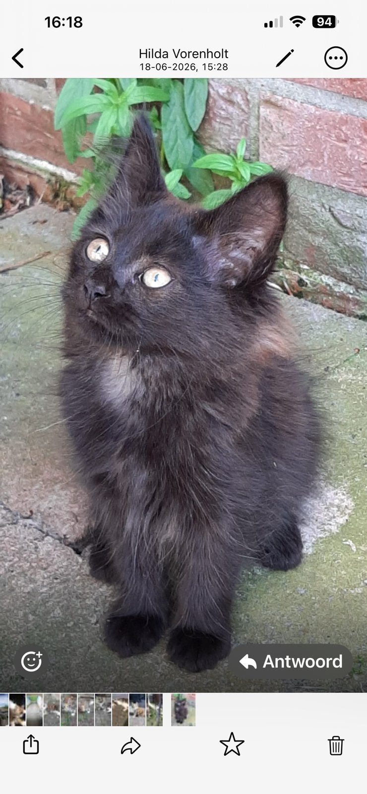 Noorse boskat, Dieren en Toebehoren, Katten en Kittens | Raskatten | Langhaar, Poes