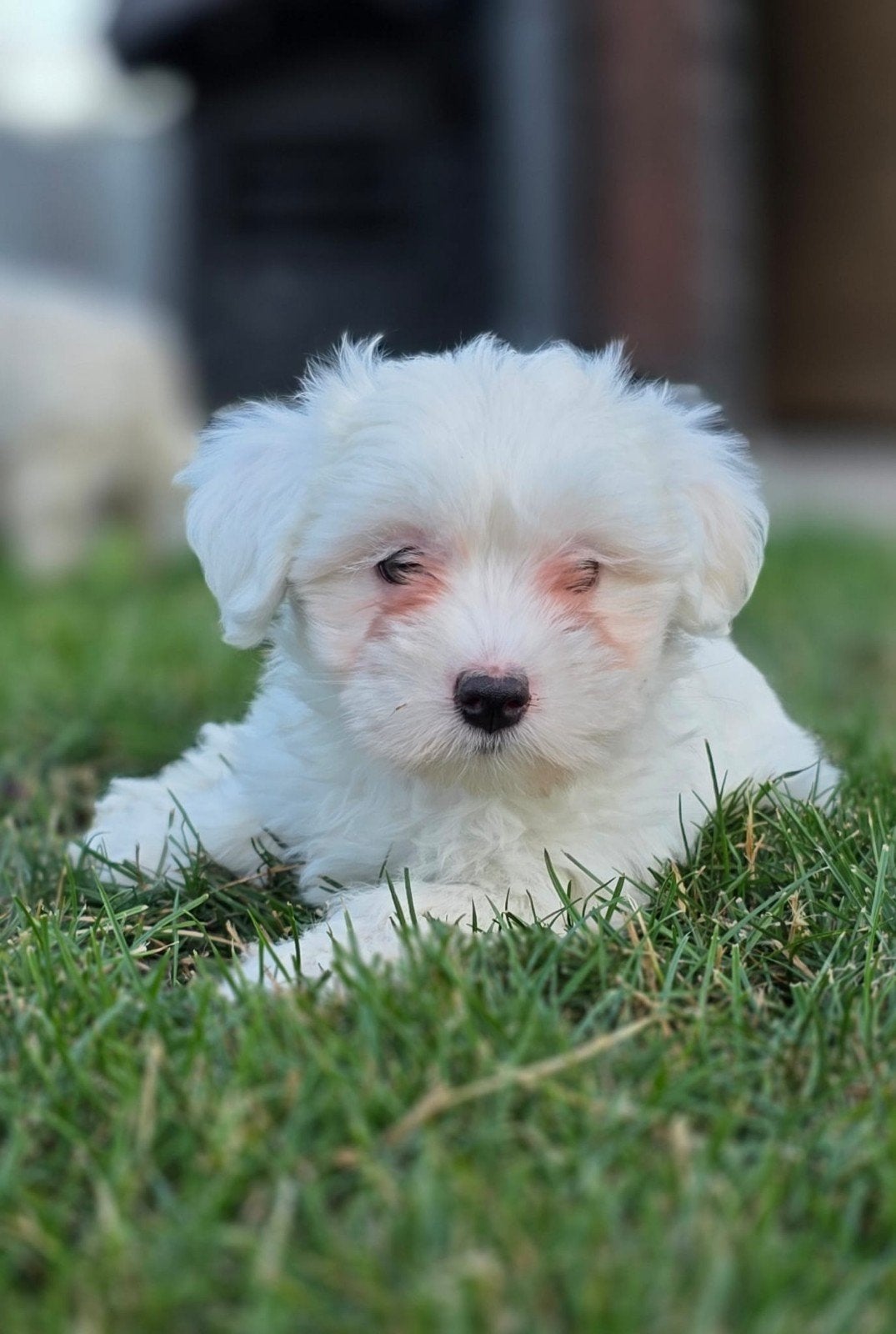 💙 super lieve raszuivere maltezer pups nog 2 reutjes 💙, Dieren en Toebehoren, Parvo, Maltezer, Reu, 8 tot 15 weken