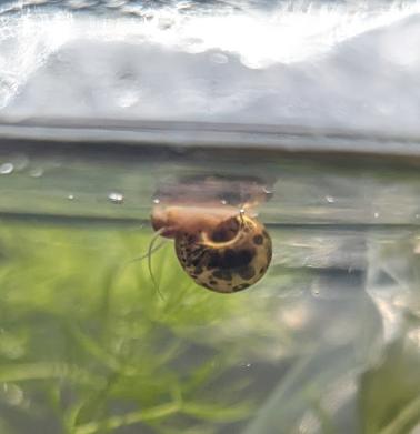 Bladder Snails (Physella acuta), Slak of Weekdier