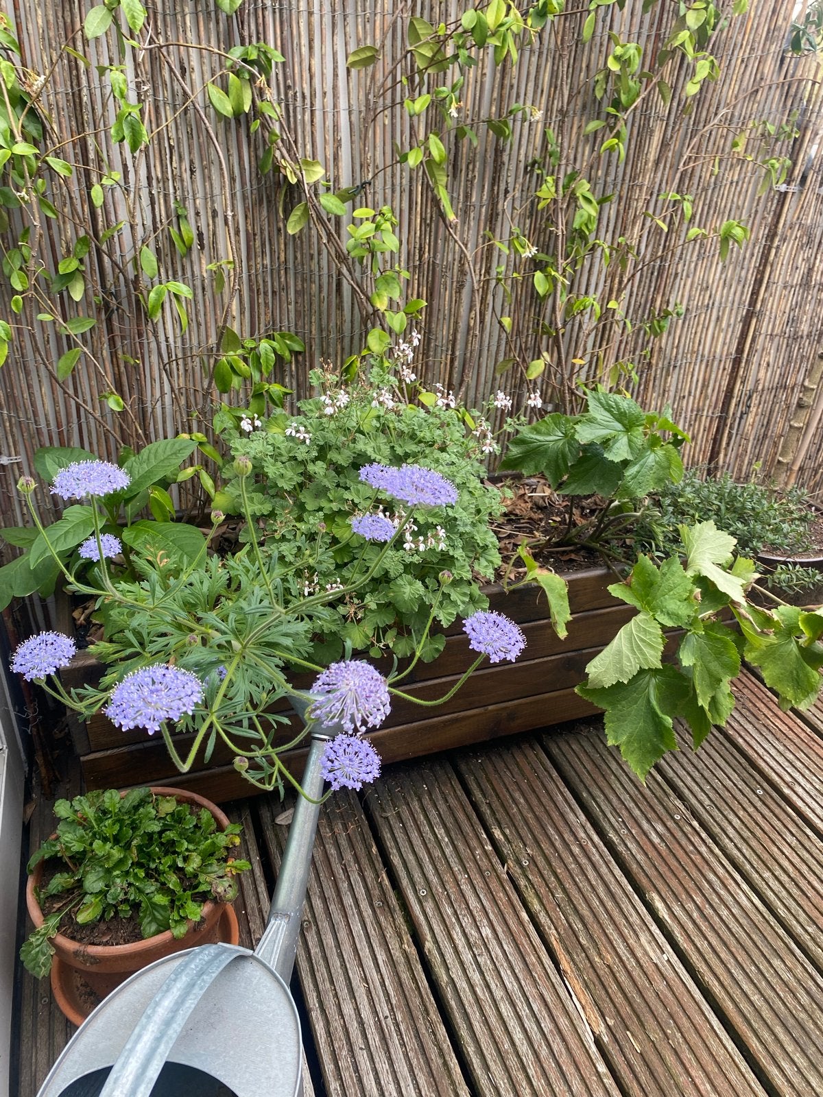 Houten balkonbak / plantenbak, Tuin en Terras, Ophalen, Minder dan 30 cm, Nieuw, 60 tot 100 cm