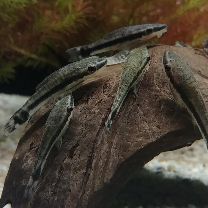 Otocinclus affinus, Vis