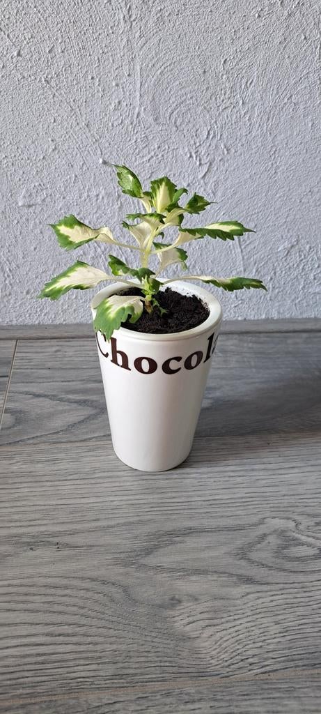 Coleus plant in leuke chocolade beker met uitneembare houder, Ophalen, Halfschaduw, Minder dan 100 cm
