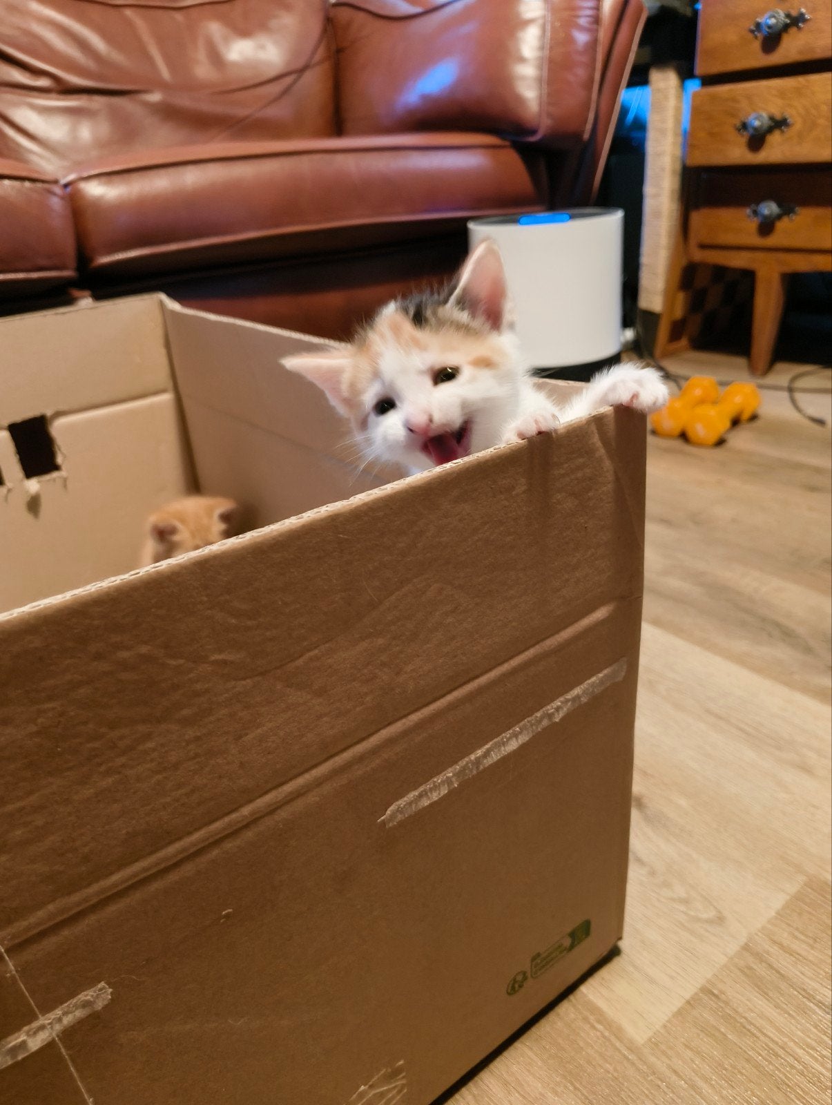 Kibbiess (nieuw uit doos) op=op. Oranje, kat. Maat XS, Meerdere dieren