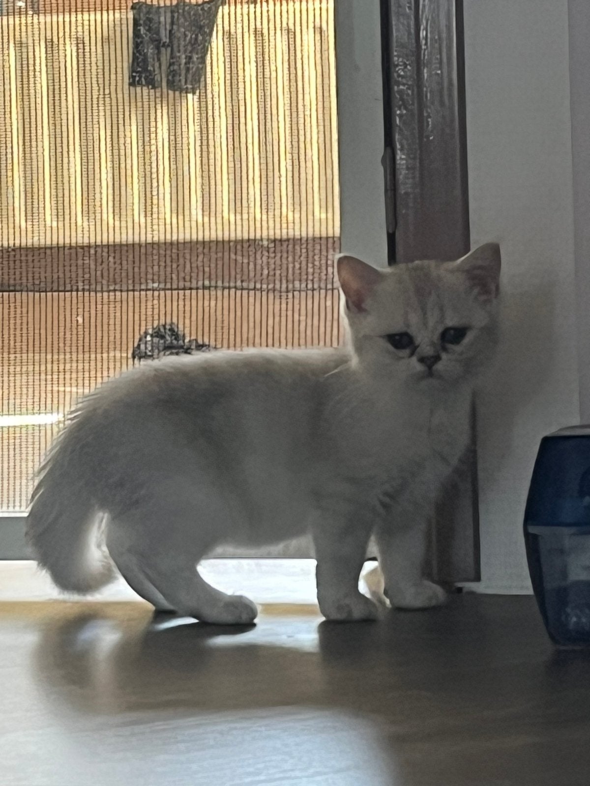 Mooie britse kort en langhaar kittens, Meerdere dieren
