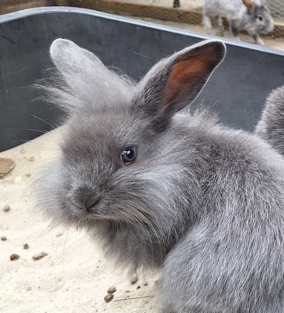 Konijnen, Meerdere dieren, Klein, 0 tot 2 jaar