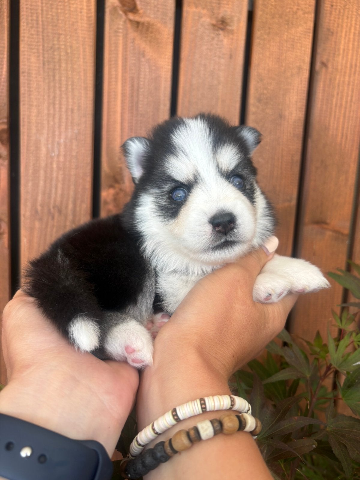 6 prachtige F2 pomsky pups zijn geboren 🩷🩷🩷🩷🩷🩵, Dieren en Toebehoren, Parvo, 8 tot 15 weken, Meerdere, Meerdere dieren