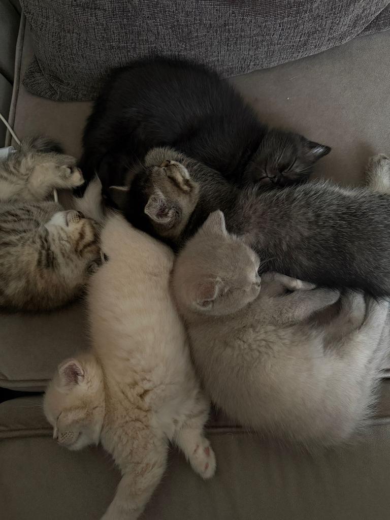 Britse korthaar kittens, Meerdere dieren