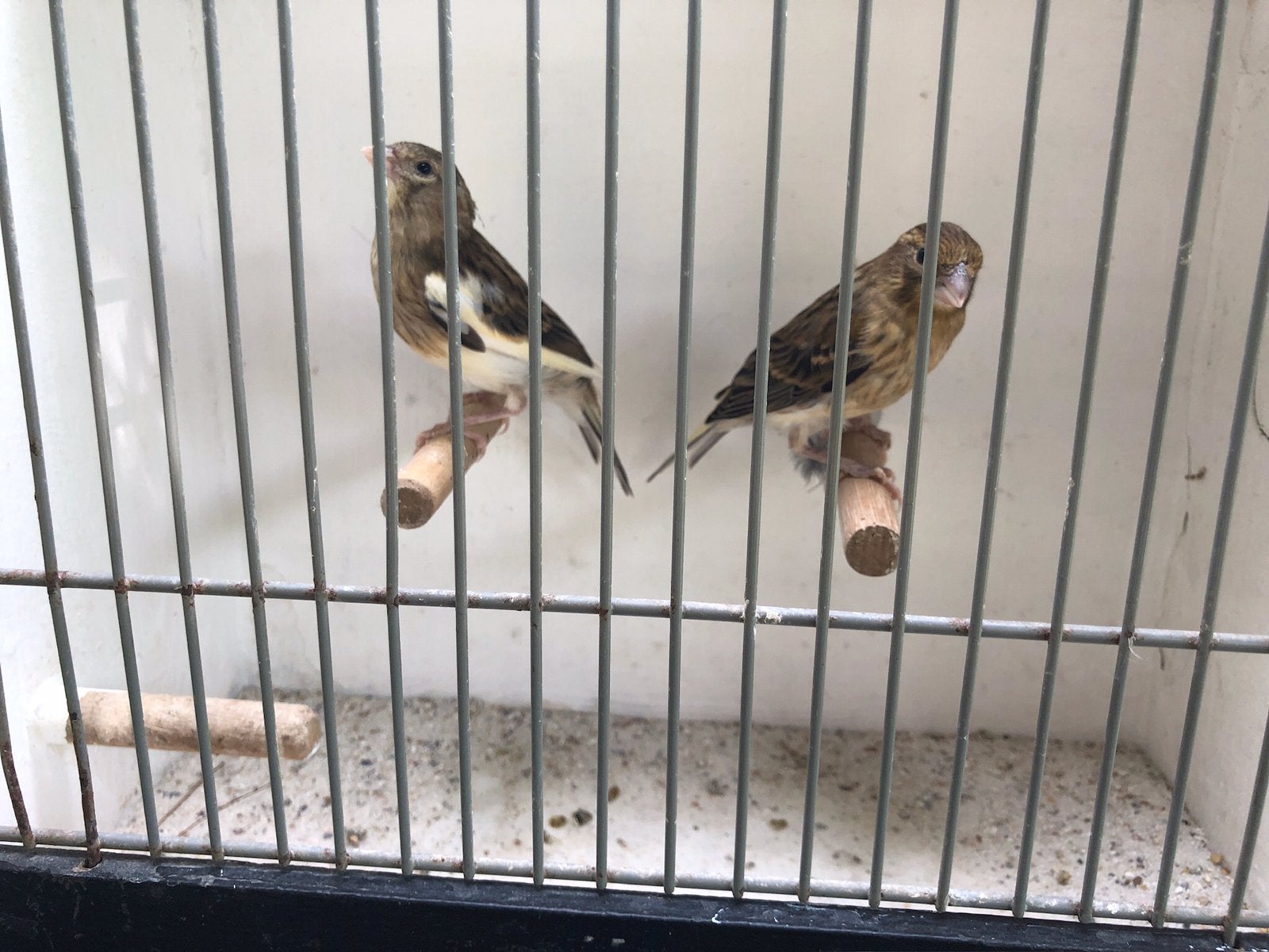 Jonge harlekijn kanarie mannen, Dieren en Toebehoren, Vogels | Kanaries, Mannelijk, Kleurkanarie