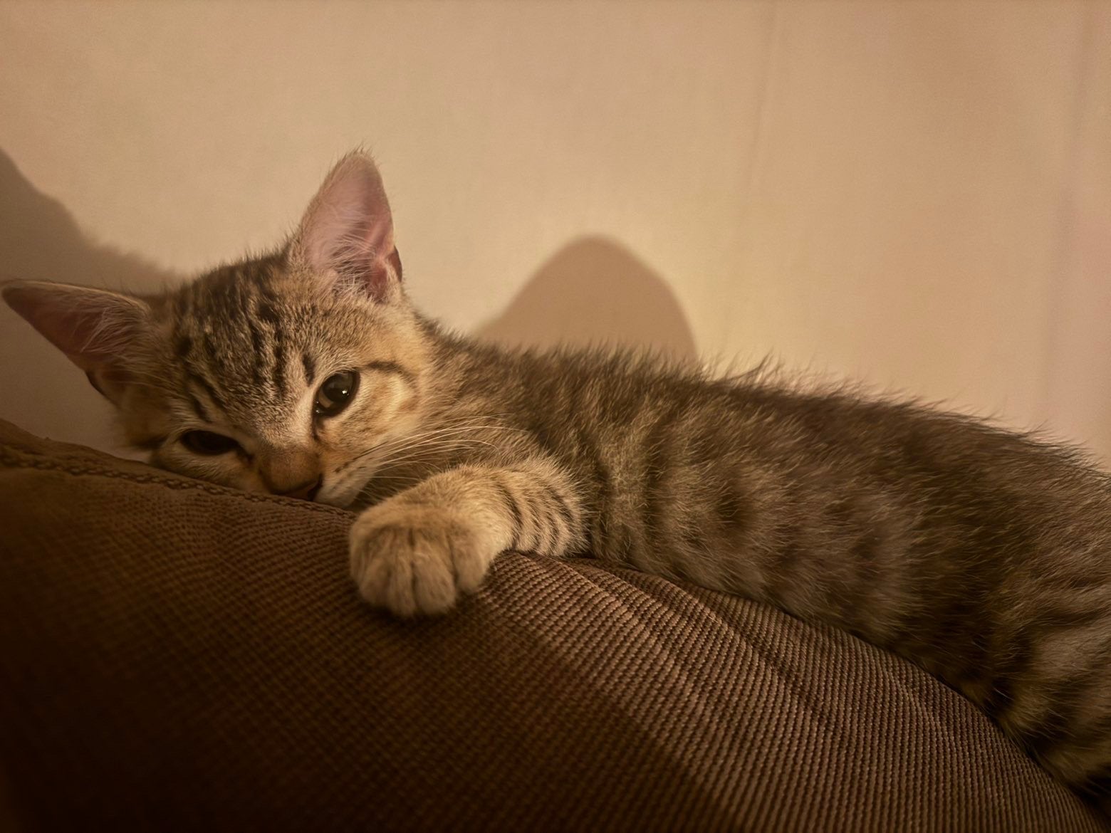 Kittens geboren op 6mei 2026, Kater, Ontwormd, 0 tot 2 jaar
