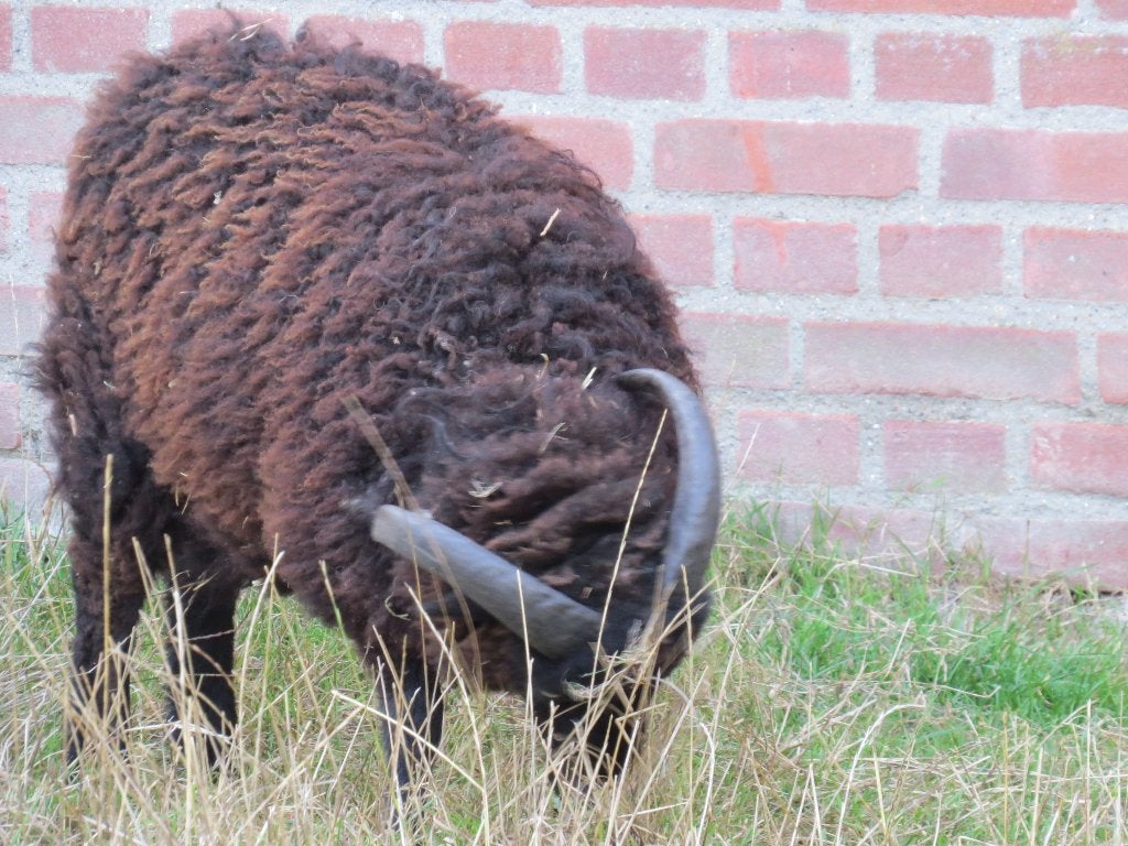 te koop quessant ram, Dieren en Toebehoren, Mannelijk, Schaap, 0 tot 2 jaar