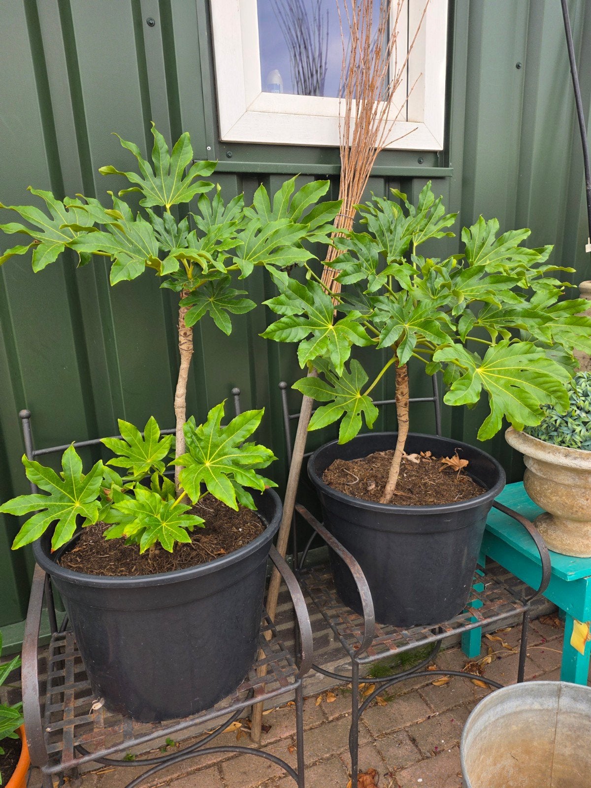 Fatsia Japonica/ vingerplant, Ophalen, Halfschaduw, Overige soorten, Minder dan 100 cm