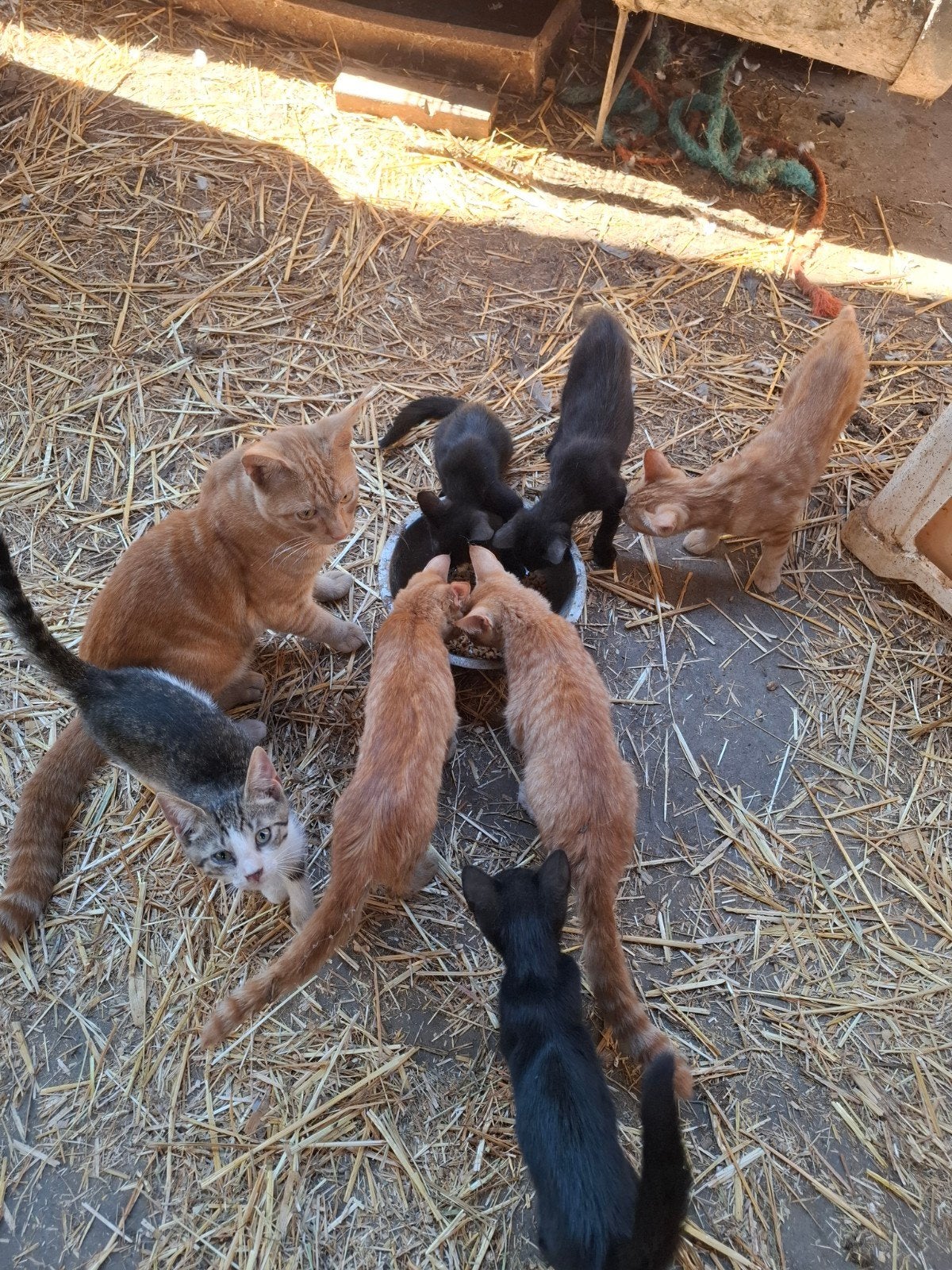 Kittens te koop!, Kater