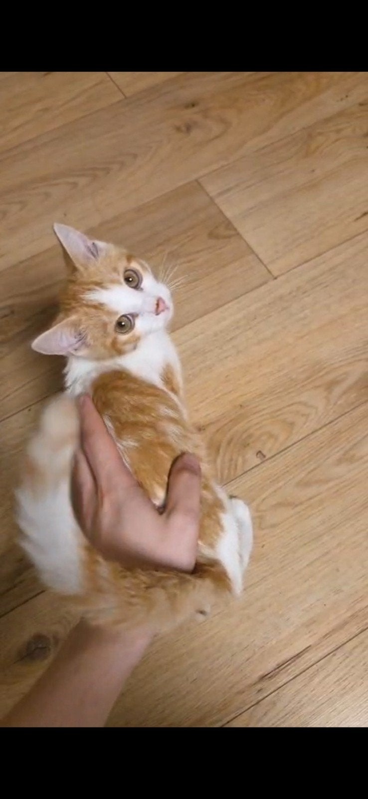 kittens over die een liefdevolle thuis zoeken,, Dieren en Toebehoren, Ophalen